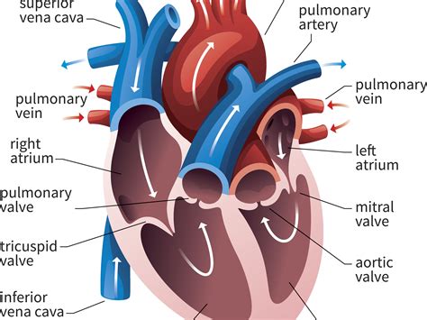 31 Label The Internal Anatomy Of The Heart Labels Database 2020