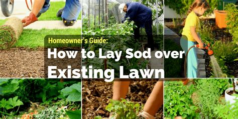 Push a lawn roller over top of the sod rolls to settle them and increase their contact with the soil. How to Lay Sod over Existing Lawn (Homeowner's Guide 2018 ...
