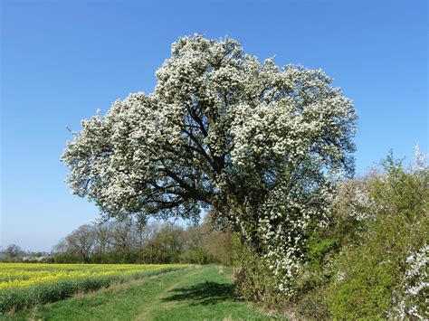Cubbington Pear Tree Is 8th In European Tree Contest Our Warwickshire