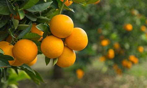 Maybe you would like to learn more about one of these? Mediterranean Fruit Trees | Groupon Goods