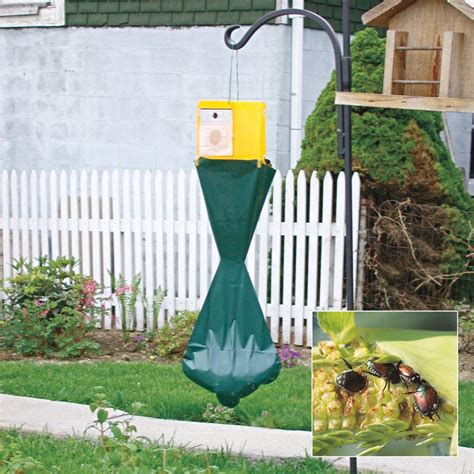 Are Japanese Beetle Traps Helpful
