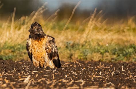 Bearded Vulture In The Uk Speculations Are Over As Genetic Analysis