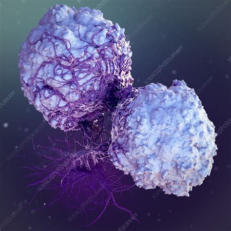 T Lymphocytes Illustration Stock Image C0229848 Science Photo