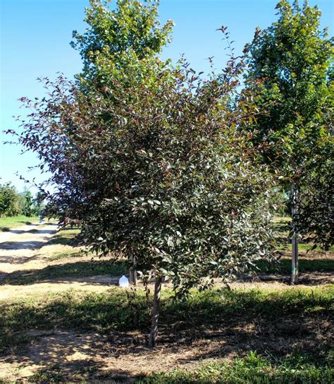 Royal Raindrops Crabapple Halka Nurseries