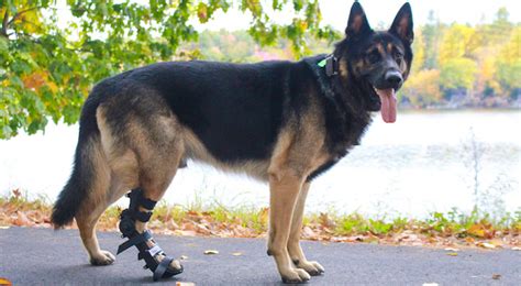 Dog Rear Leg Injury How To Help Your Dog Heal Walkin Pets