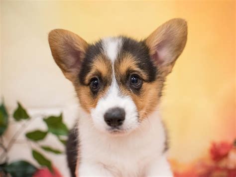 Our standards for pembroke welsh corgi breeders in colorado were developed with leading veterinarians and animal welfare experts. Visit Our Pembroke Welsh Corgi Puppies for Sale near Fountain Colorado!