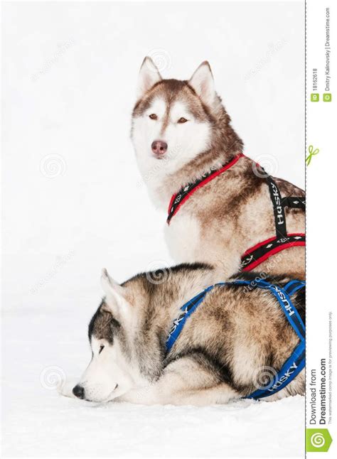 Sled Dog Siberian Husky Royalty Free Stock Photos Image