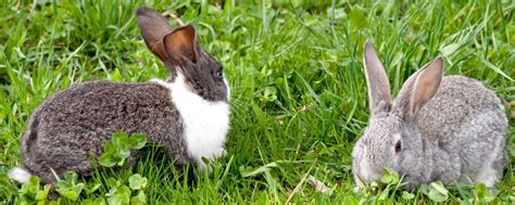 Bonding Bunnies How To Introduce Two Rabbits Together