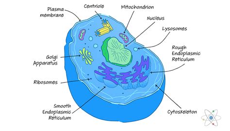 Animal cells are common names for eukaryotic cells that make up animal tissue. Eukaryotic Cell: Definition, Structure & Function (with ...