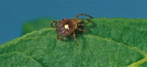 Tick Borne Red Meat Allergy What To Know About Alpha Gal Springfield