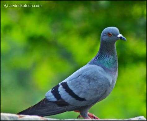 Rock Dove Pigeon Pictures And Detail Columba Livia The Piegon We