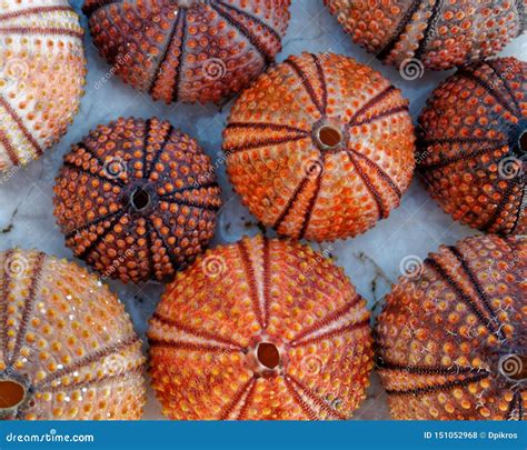 Red Orange Colored Sea Urchin Shells On White Rocky Beach Stock Photo