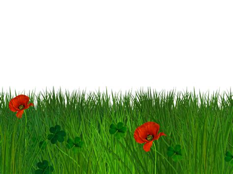 Isolated Grass Border With Poppy Flowers Free Seamless Background Nature Grass And Foliage