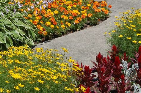 Spring is in full force at long last! How to Choose Edging Plants for Your Landscape