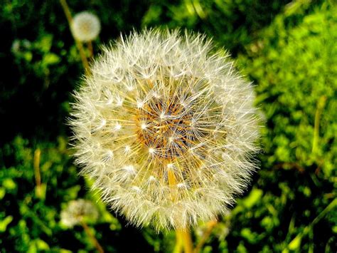 Free Picture Dandelion Seeds Wind