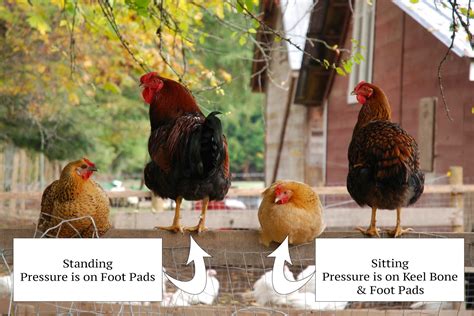 Make The Perfect Perch For Your Chickens
