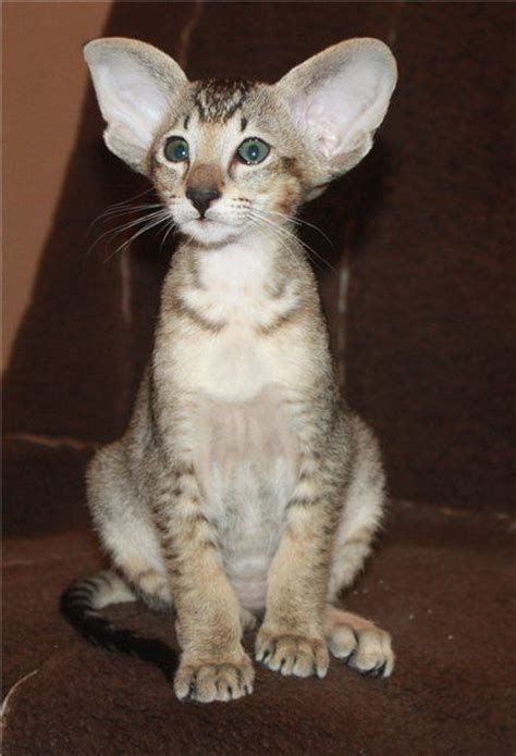 30 Amikoshi Cat Ideas Oriental Shorthair Siamese Cats Oriental