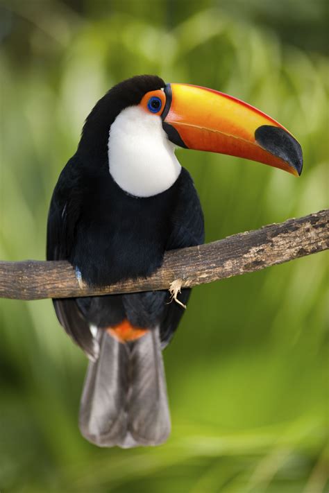 Pin By Lazos On Tcs Birds Rainforest Birds Toco Toucan
