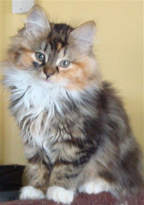 Siberian Forest Cat Breed Photos And Facts Siberian Kittens Cats