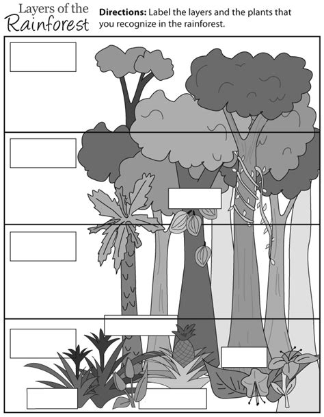 Layers Of The Rainforest Worksheet