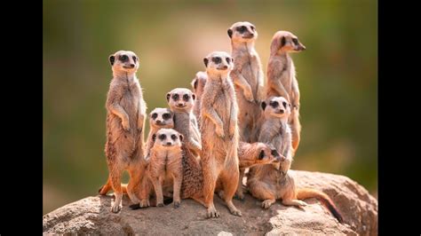 Meerkats Are The Most Murderous Mammal Cnbc International Youtube