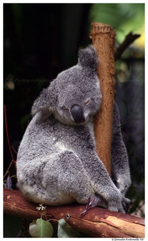 Sleep Koala My Love For Australian Wildlife Pinterest