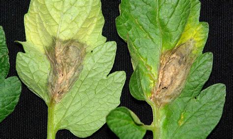 Gray Mold Botrytis Blight Symptoms Causes And Treatments Fusion 360