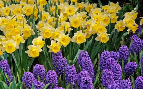 Free Download Yellow Daffodils Wallpaper Images 1680x1050 For Your