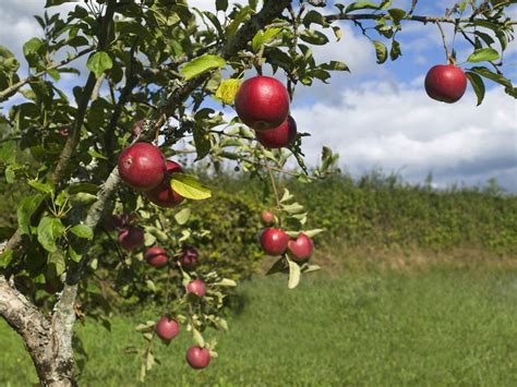 Apples In Hot Climates: Can You Grow Apples In Zone 8 Gardens
