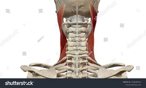 25 Anatomy Cervical Nerve Stretch Images Stock Photos And Vectors