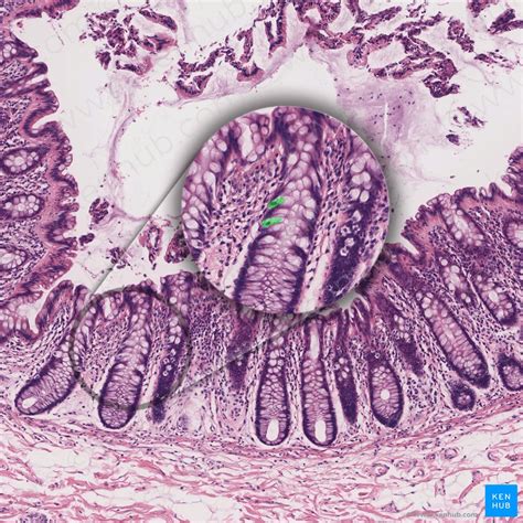 Canal Anal Anatomia Macroscópica e Microscópica Kenhub