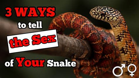 How To Tell The Sex Of Your Snake Youtube