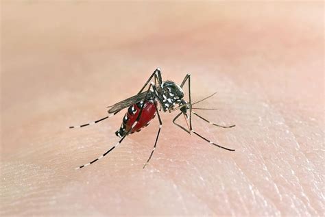 Get Ready For Invading Asian Tiger Mosquitoes Chikungunya Live Science