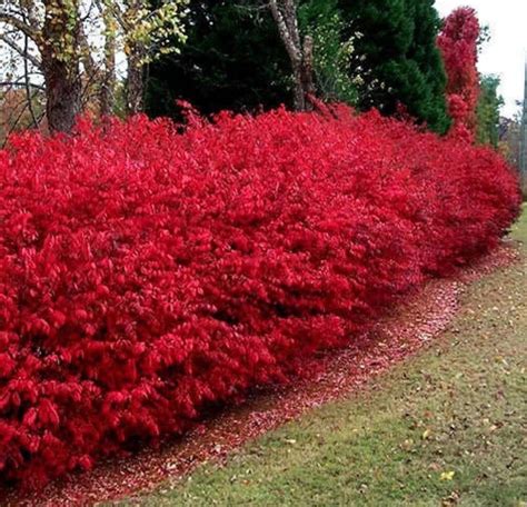 scarlet red burning bush plant euonymus atropurpureus seeds etsy australia