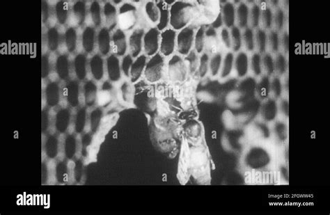 1940s Bee On Honeycomb Queen Emerges From Cell Two Queen Bees Fight