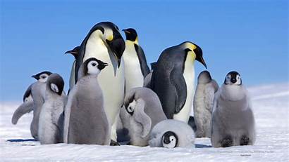 Penguin Screensavers Desktop Backgrounds Animal Wallpapers 1280a