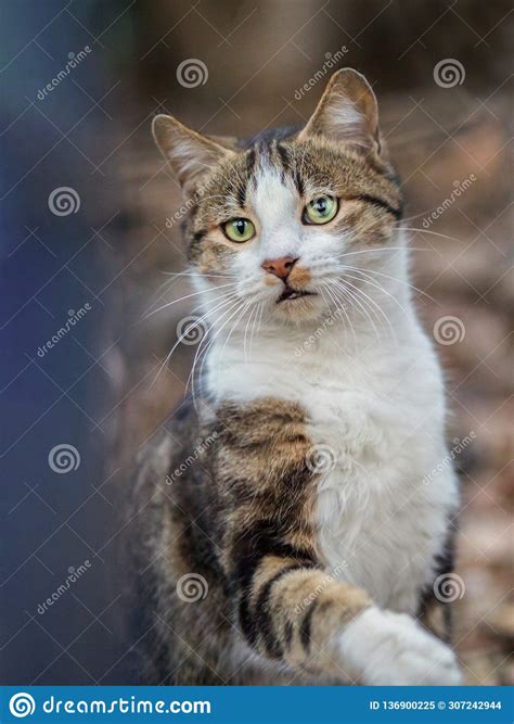 2019 Stray Cat Photographer New Photo Cute Cat Stock