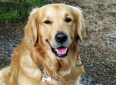 Golden Retriever Caracteristicas Descubre Por Que Esta Raza De Perros