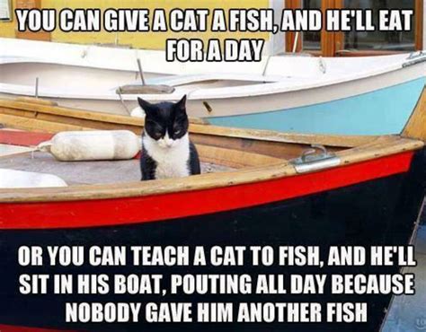 You Can Teach A Cat To Fish Cat Meme Of The Decade Lol Cat Memes