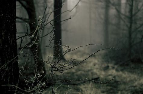 Gloomy Forest Scenery Nature Dark Forest