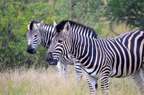 Flickriver Searching For Photos Matching Zebras