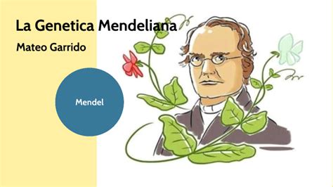 Genetica Mendeliana By Mateo Garrido On Prezi