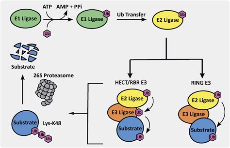 Frontiers | Exploration of Aberrant E3 Ligases Implicated in Alzheimer