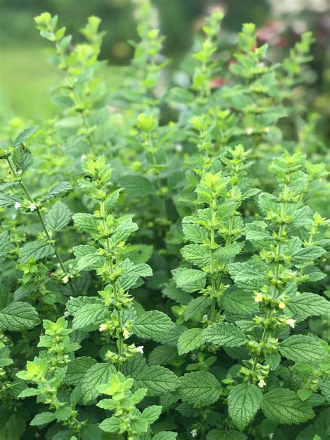 Organic Lemon Balm Herb Seeds Northern Seeds