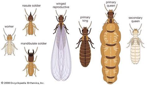 Termites Ark Pest Management