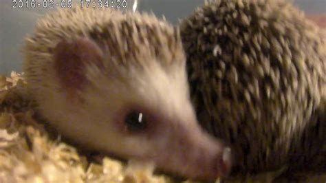 Hedgehogs 070 Female In The Alpha Male Cage Hedgehog Mating Sounds
