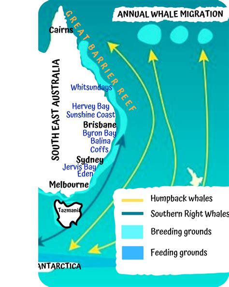 Humpback Whale Migration Guide Ocean Life Education