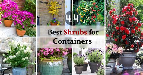 44 Best Shrubs For Containers Best Container Gardening