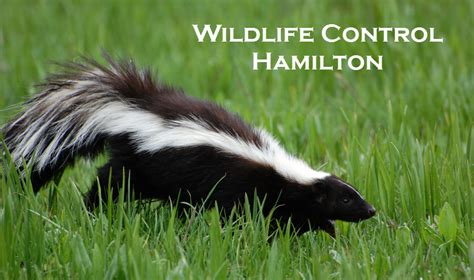 They pride themselves on bringing. Wildlife Control Hamilton