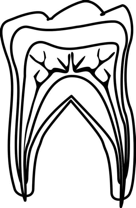 Graphic Molar Diagram Molar Tooth Teeth Tooth Line Art Clipart